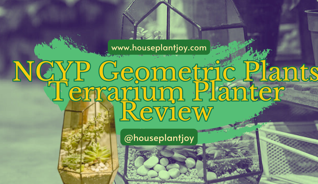 NCYP Geometric Plants Terrarium Planter Review
