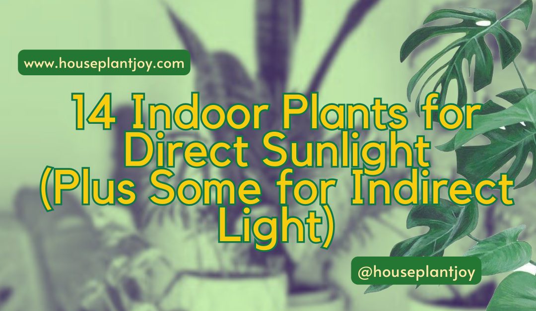14 Indoor Plants for Direct Sunlight (Plus Some for Indirect Light)