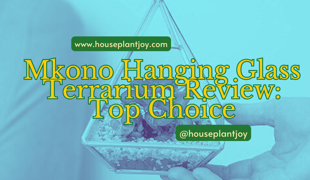 Mkono Hanging Glass Terrarium Review: Top Choice