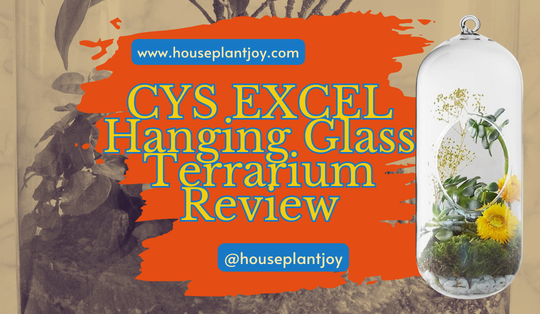 CYS EXCEL Hanging Glass Terrarium Review