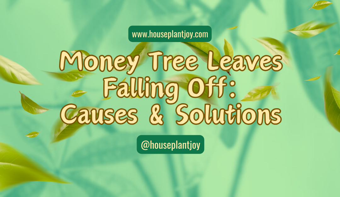 Money Tree Leaves Falling Off: Causes & Solutions