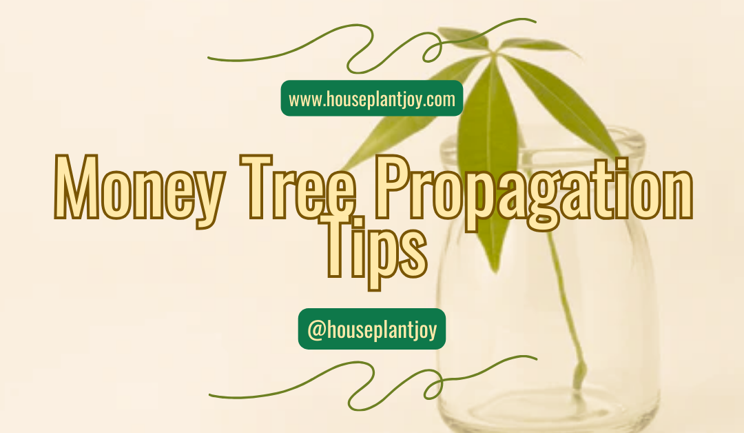 Money Tree Propagation Tips