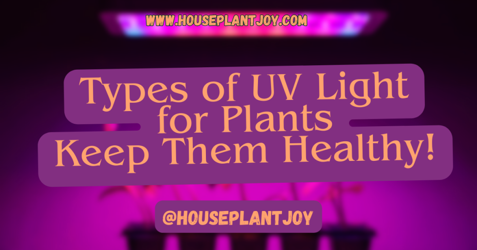 Types of UV Light for Plants Keep Them Healthy!