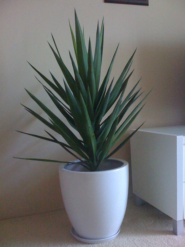 An Elegant-Looking Yucca Plant Indoors / Flickr / Serdar Kilic