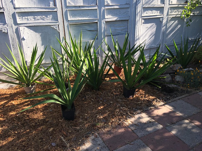 Spineless Yucca Plants / Flickr / Eliot Phillips
