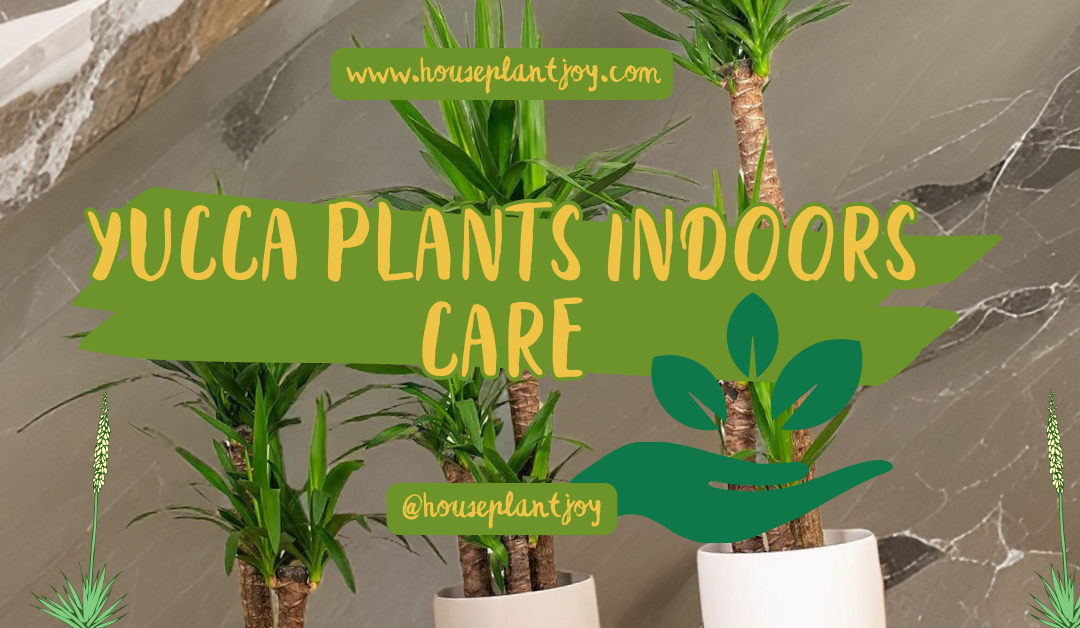 Yucca Plants Indoors Care