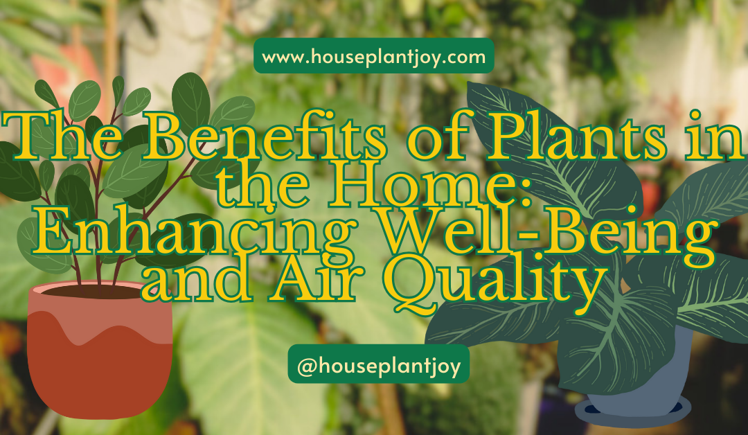 Benefits of Plants in the Home: Enhancing Well-Being and Air Quality