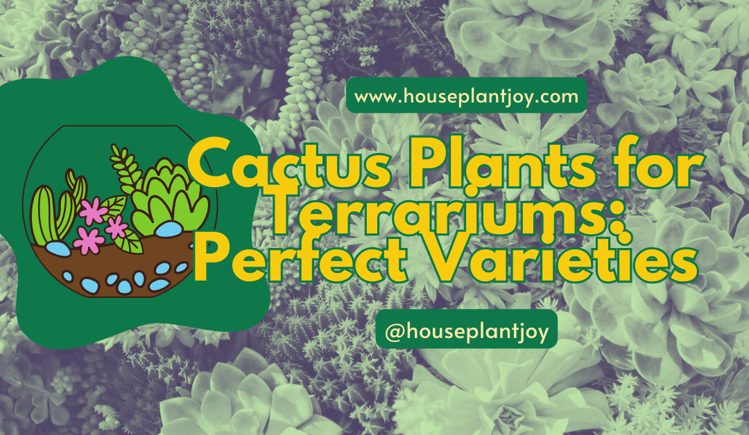 Cactus Plants for Terrariums: Perfect Varieties