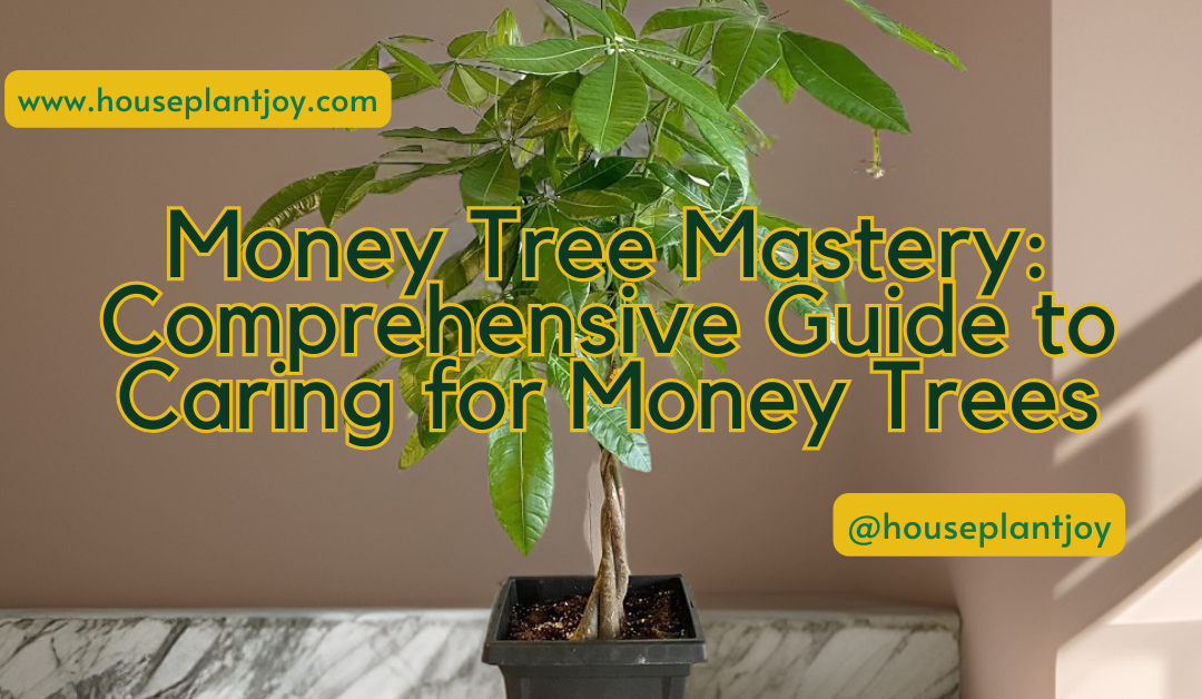 Money Tree Mastery: Comprehensive Guide to Caring for Money Trees