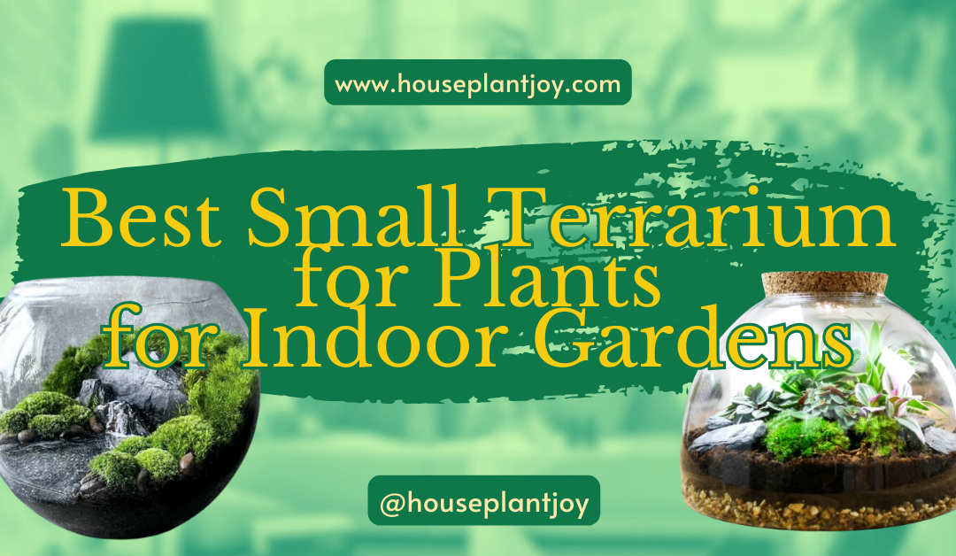 Best Small Terrarium for Plants for Indoor Gardens