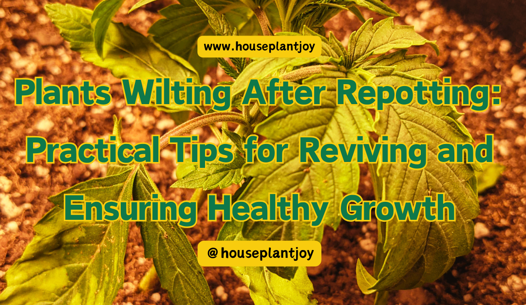 Plants Wilting After Repotting: Practical Tips for Reviving and Ensuring Healthy Growth