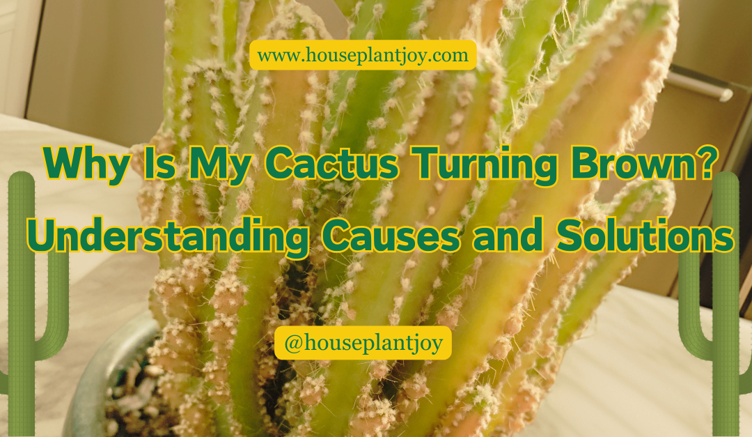 Why Is My Cactus Turning Brown? Understanding Causes and Solutions