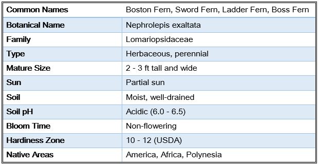 Boston Fern Characteristics