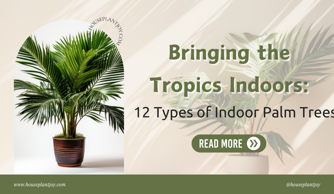 Bringing the Tropics Indoors: 12 Types of Indoor Palm Trees