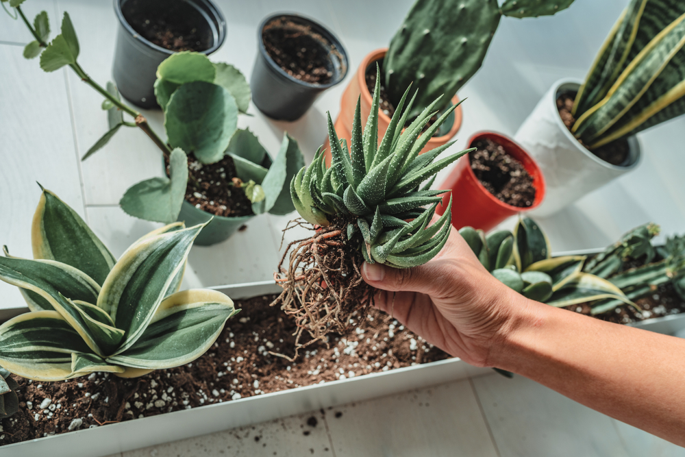 repotting mother in law tongue