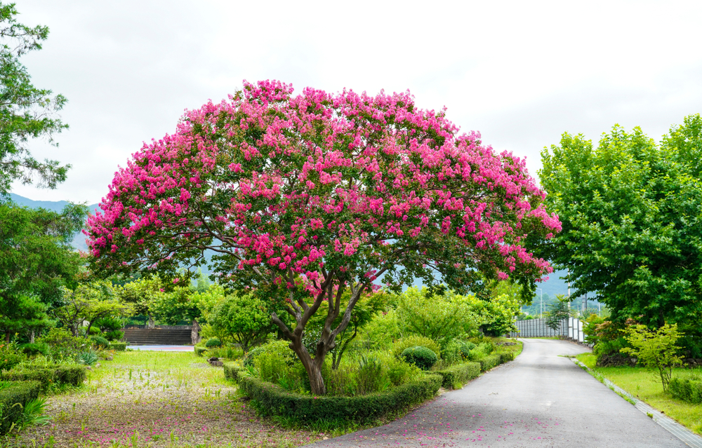 myrtle bonsai tree, crepe myrtle bonsai, bonsai crepe myrtle