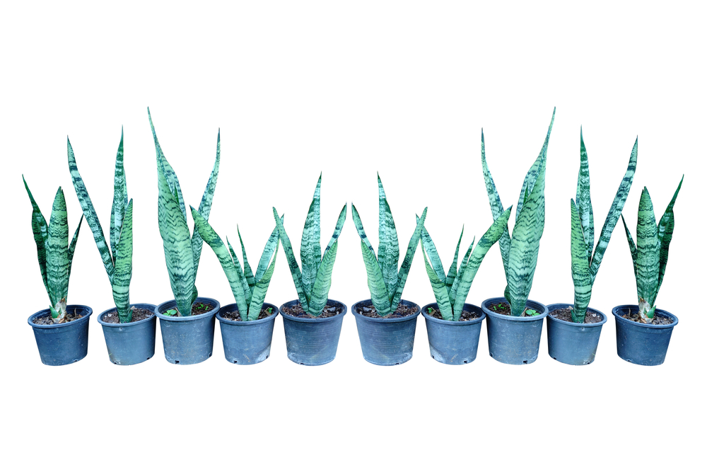 sizes from small to huge snake plants