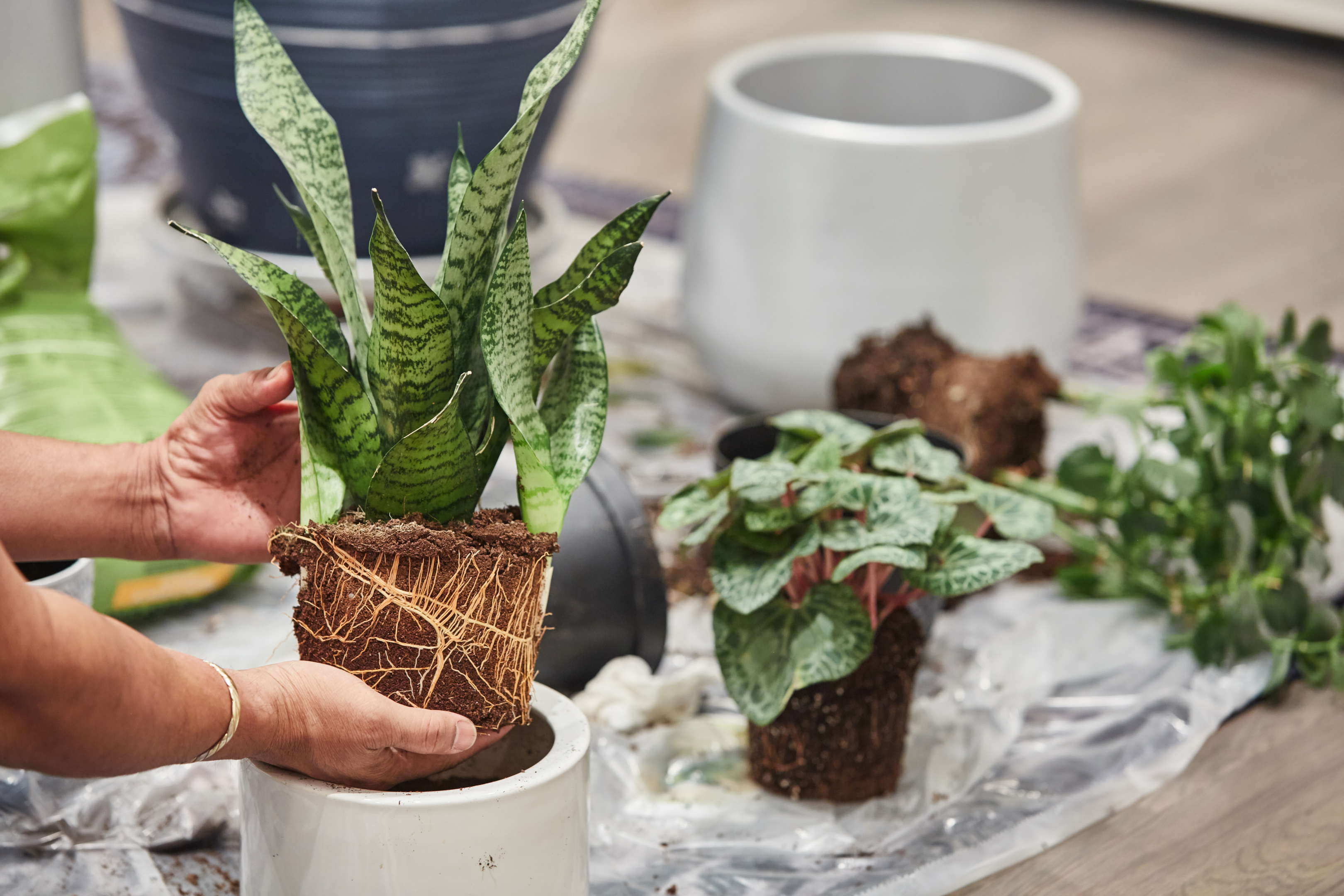 repotting mother in law tongue