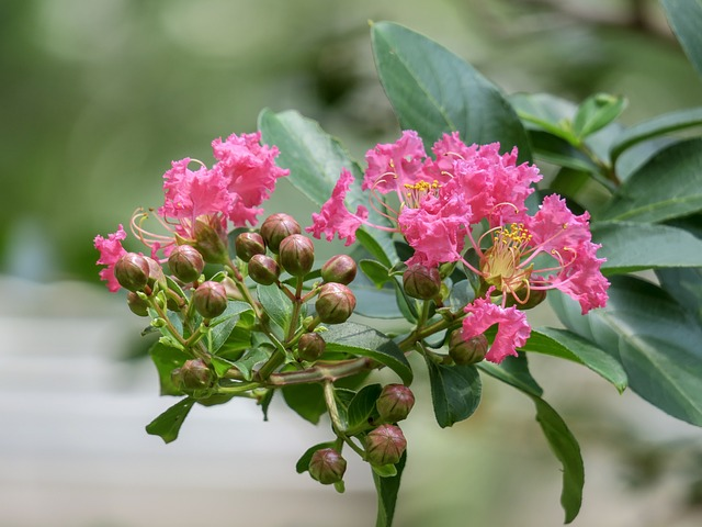 crape myrtle, flower, flower wallpaper, crepe myrtle trees, 