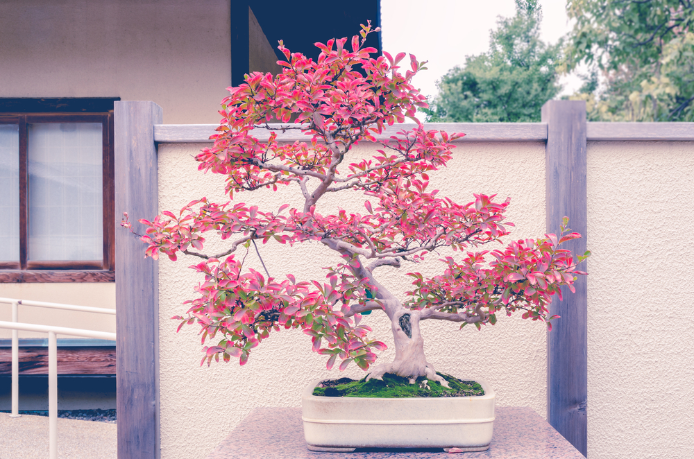 bonsai fertilizer, crinkled petals, full sun, 
