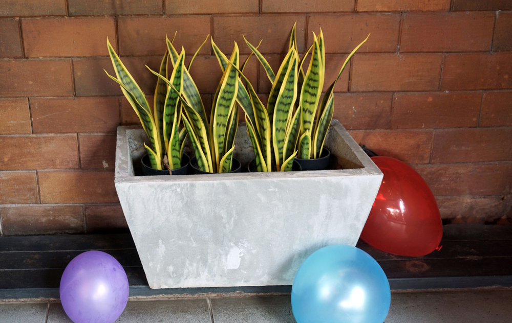repotted snake plants