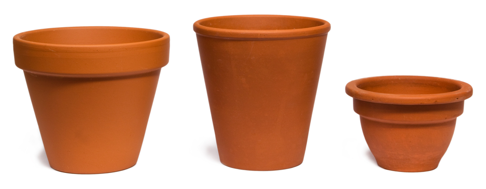 plant pot sizes: repotting mother in law tongue