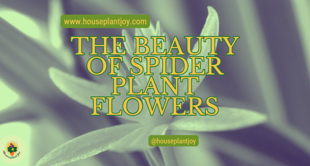 The Beauty of Spider Plant Flowers