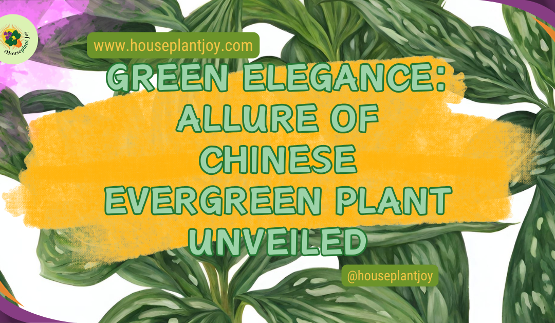 Green Elegance: Allure of Chinese Evergreen Plant Unveiled