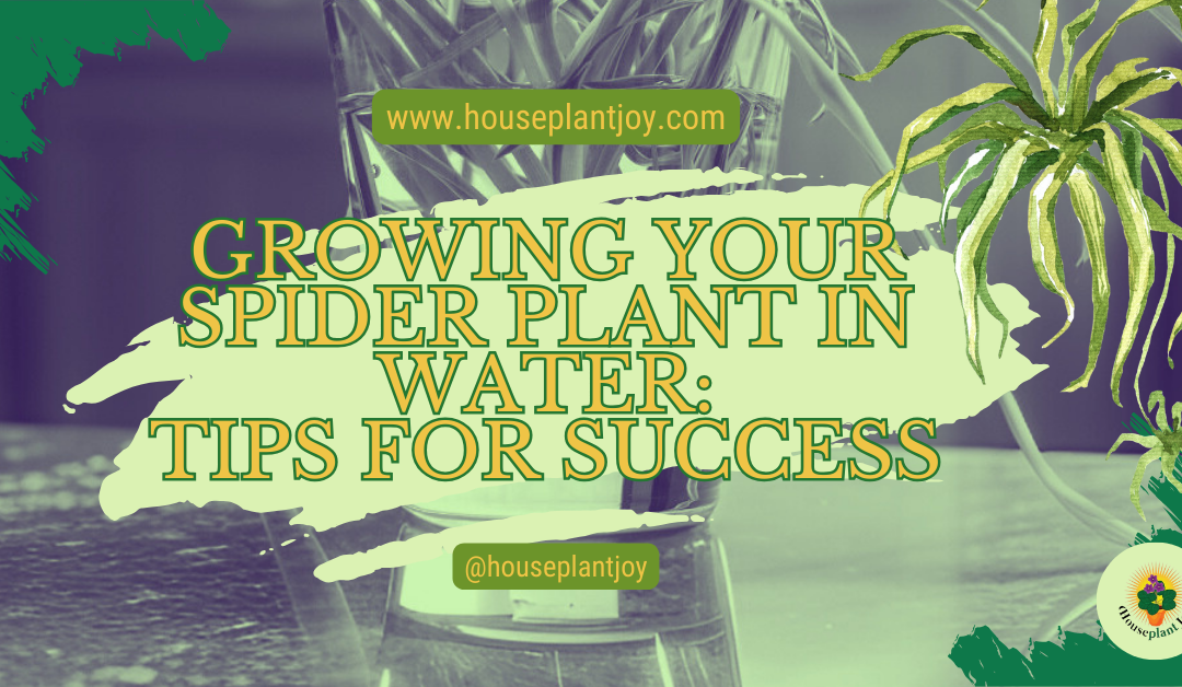 Growing Your Spider Plant in Water: Tips for Success