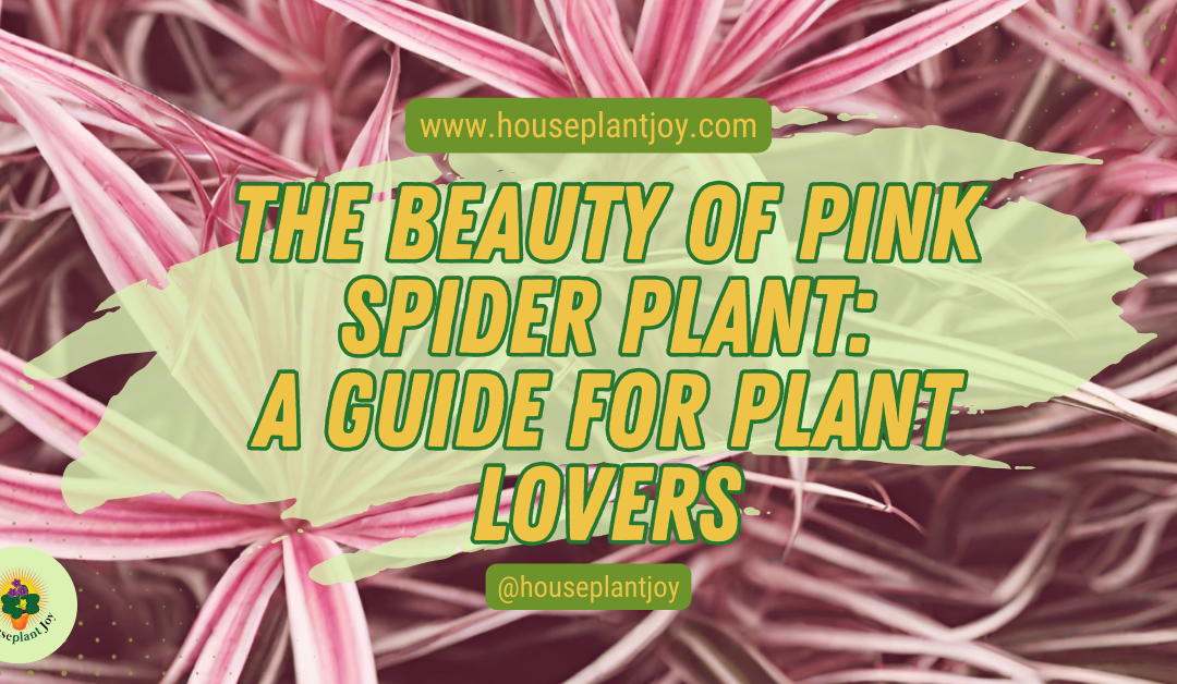 The Beauty of Pink Spider Plant: A Guide for Plant Lovers