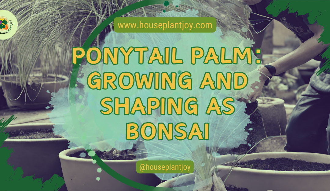Ponytail Palm: Growing and Shaping as Bonsai