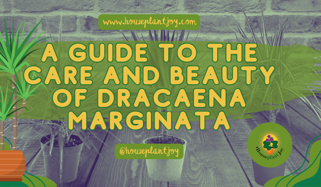 A Guide to the Care and Beauty of Dracaena Marginata
