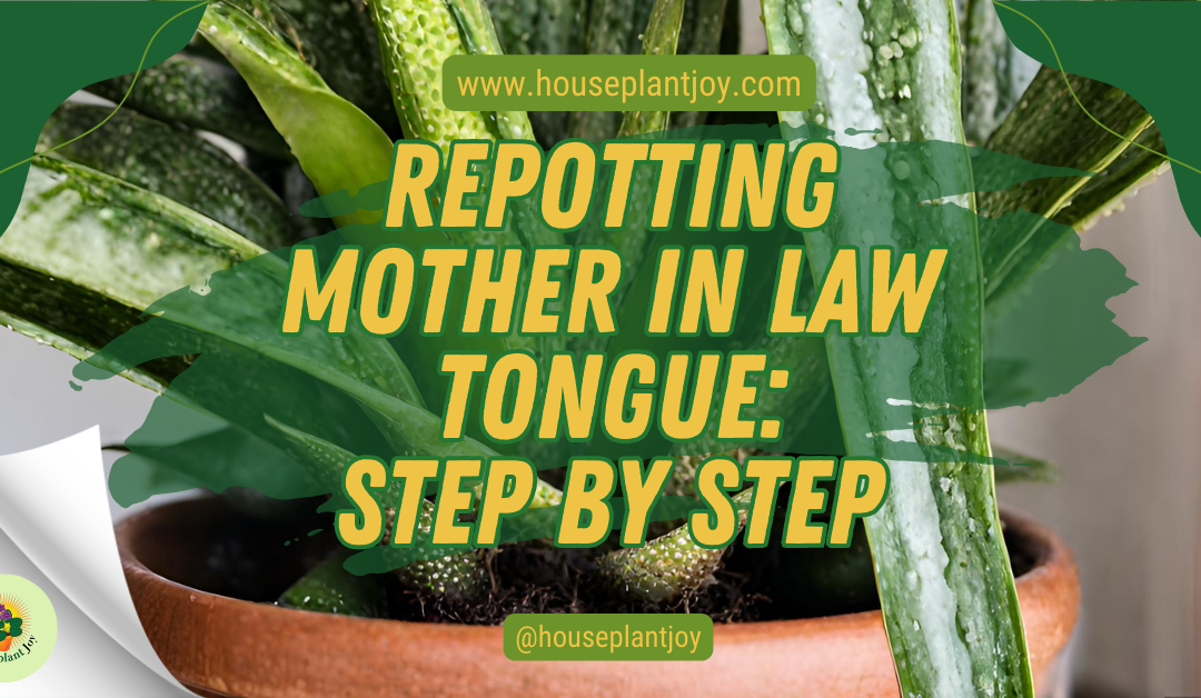 Repotting Mother in Law Tongue: Step by Step