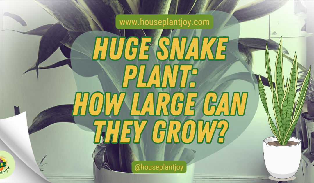 Huge Snake Plant: How Large Can They Grow?