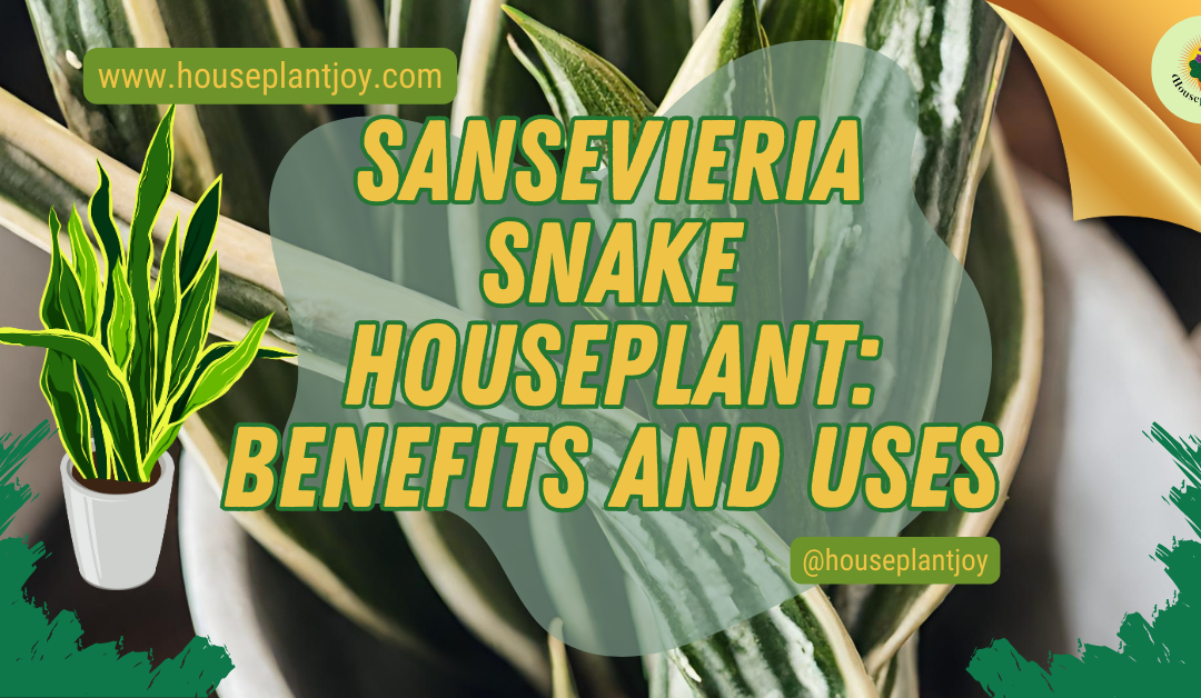 Sansevieria Snake Houseplant: Benefits and Uses