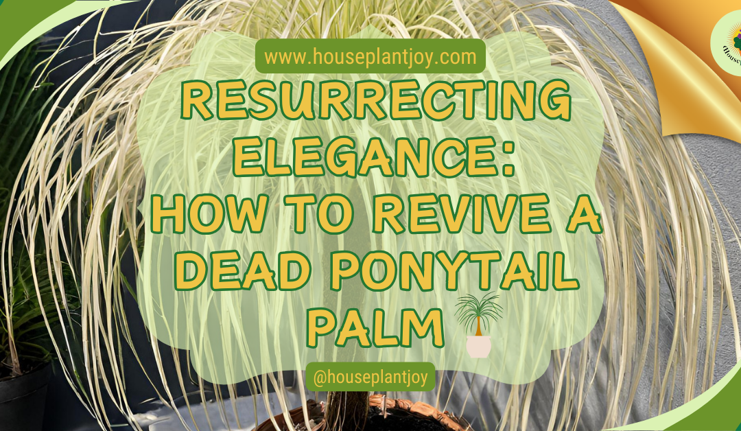 Resurrecting Elegance: How to Revive a Dead Ponytail Palm