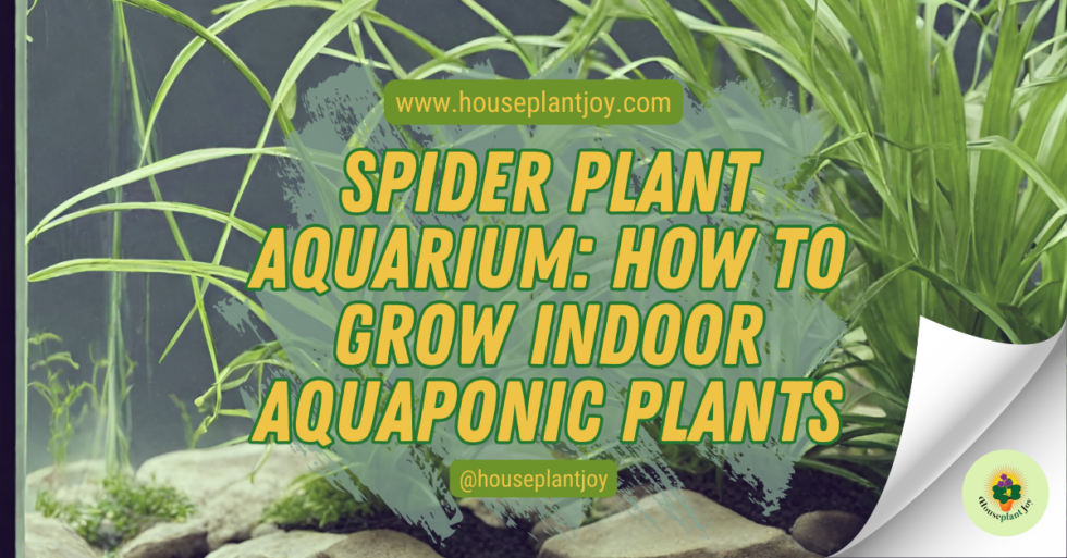 Spider Plant Aquarium How To Grow Indoor Aquaponic Plants