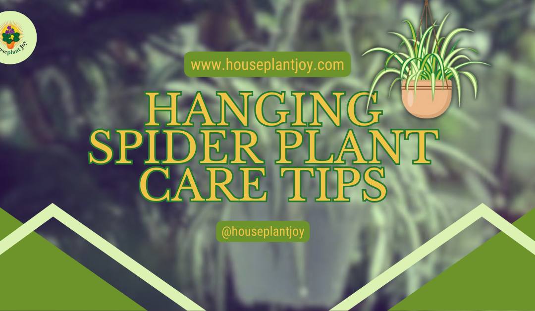 Hanging Spider Plant Care Tips