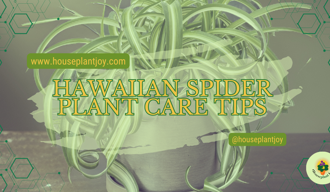 Hawaiian Spider Plant Care Tips