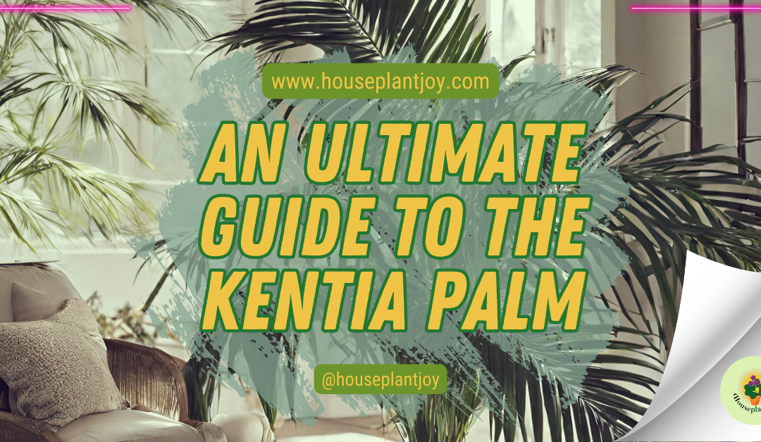 An Ultimate Guide to the Kentia Palm