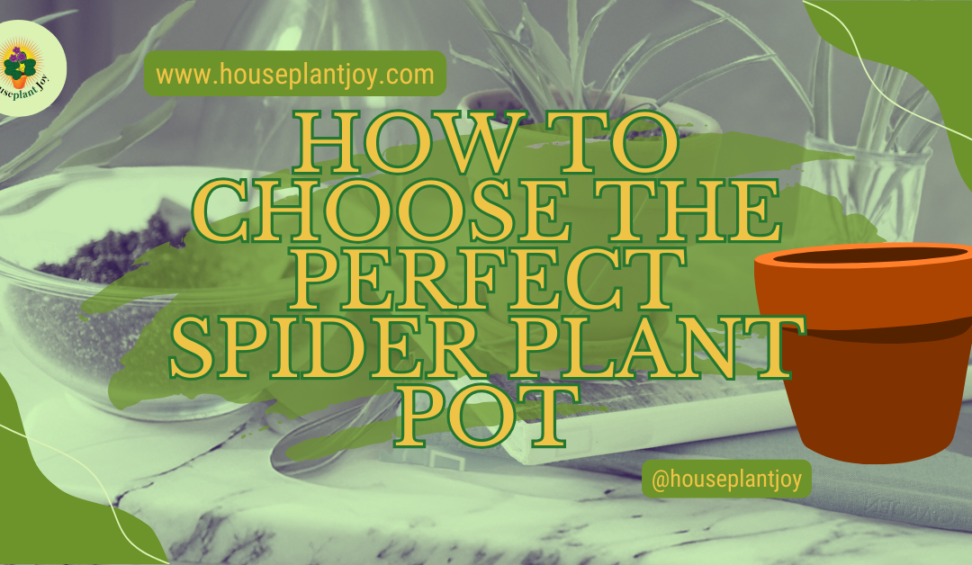 How to Choose The Perfect Spider Plant Pot