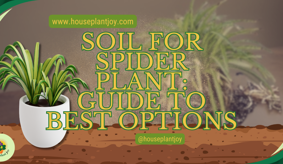 Soil for Spider Plant: Guide to Best Options