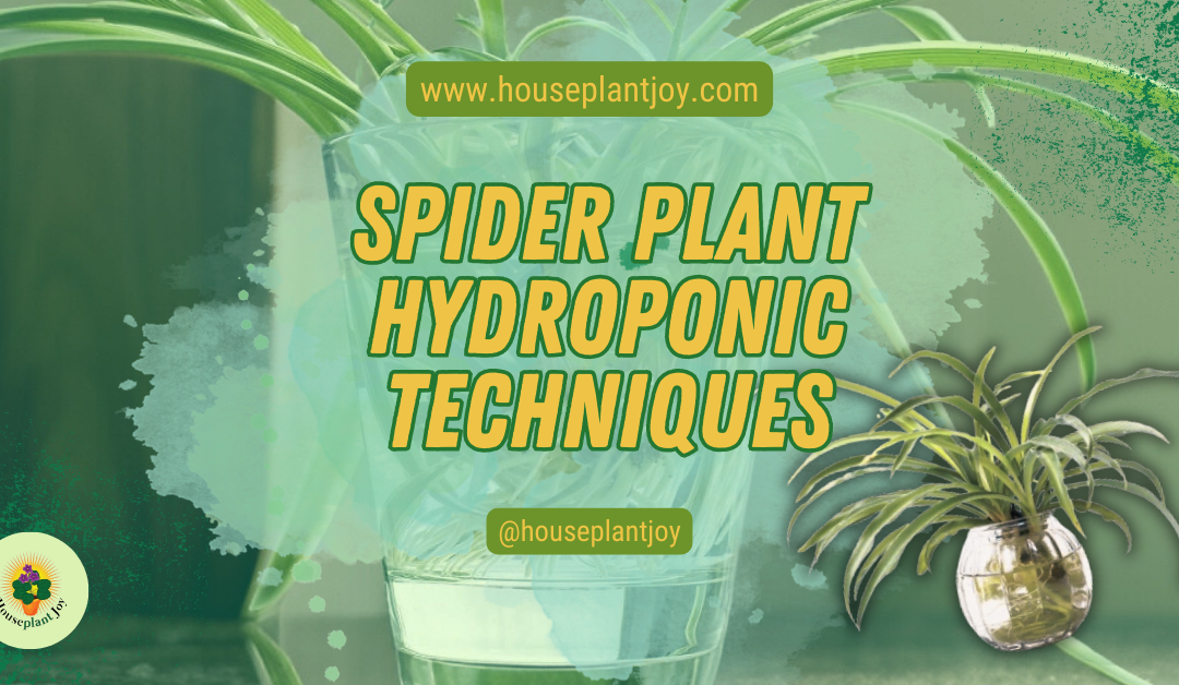Spider Plant Hydroponic Techniques