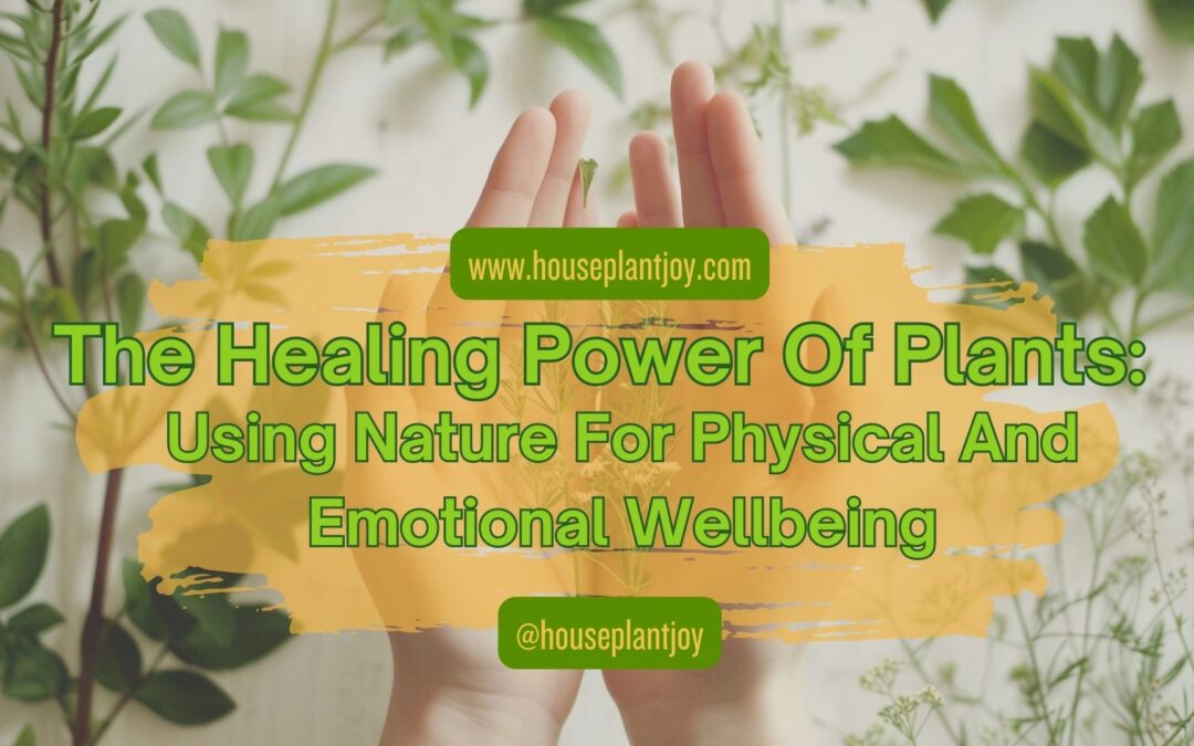 Which Plants Have Healing Power Archives Houseplantjoy Which Plants Have Healing Power Archives Houseplantjoy