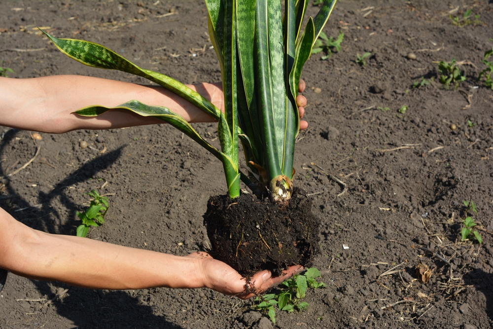 repotting mother in law tongue