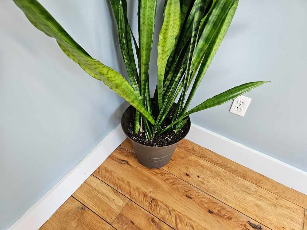 huge snake plant