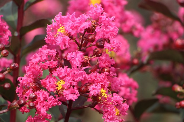 crape myrtle flower, velvet crape myrtle, idyllic scenery, deciduous tree