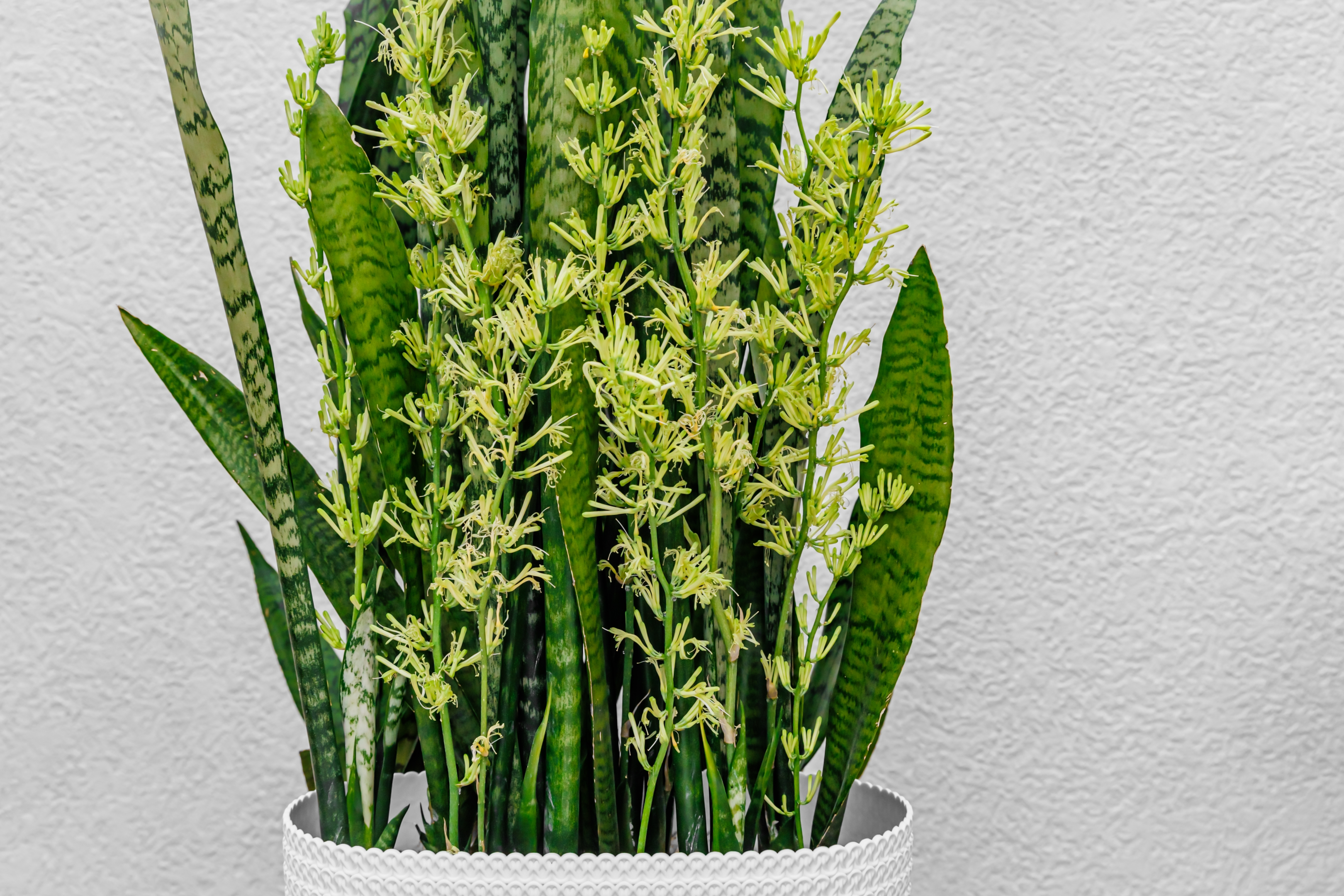 huge snake plants flowering