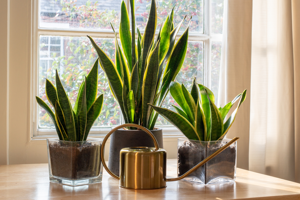 snake plants