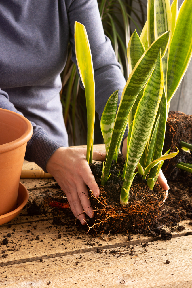 repotting mother in law tongue